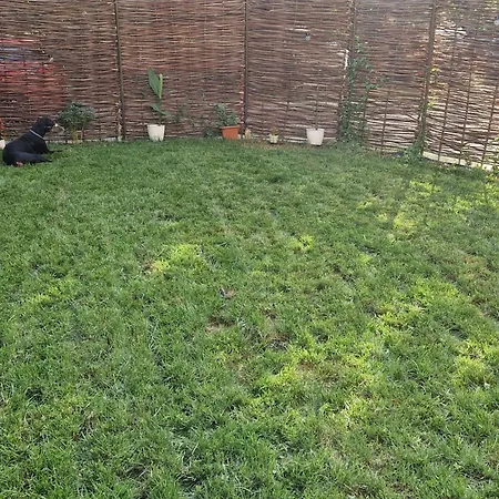 Branko's تيميشورا