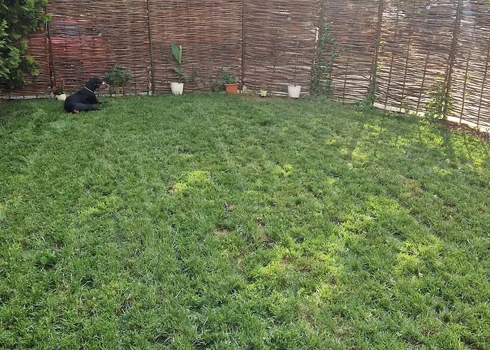 Branko's تيميشورا